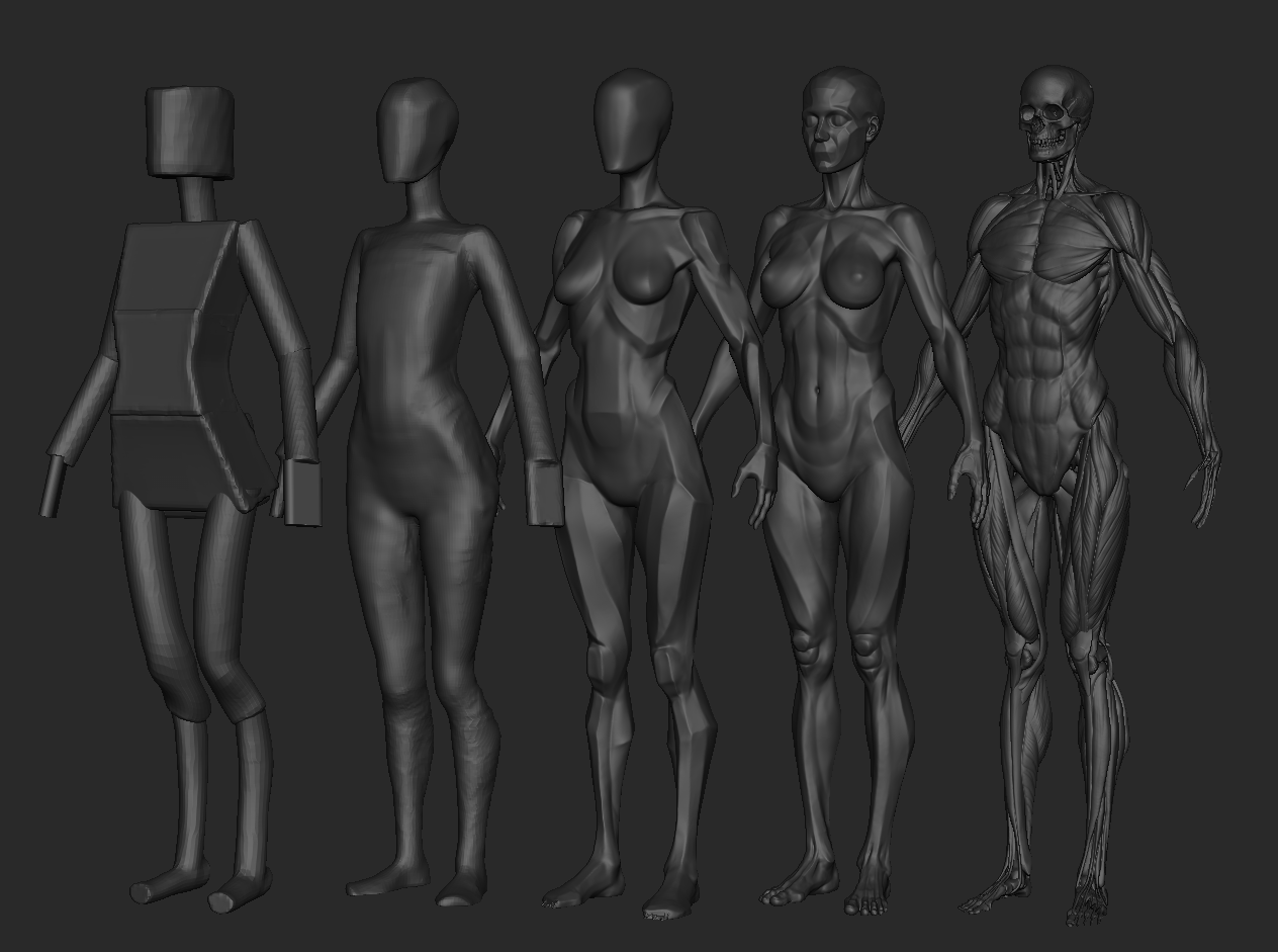 Zbrush 中级解剖学(女性)